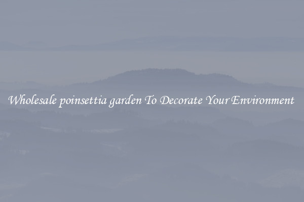 Wholesale poinsettia garden To Decorate Your Environment 